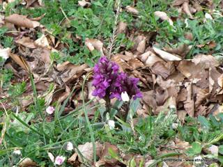 Biviere_Cesaro - 27-04-2014 17-07-35.jpg